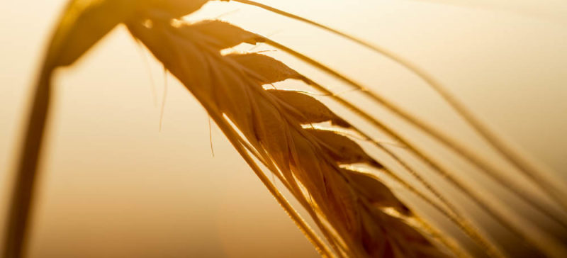 На полях Прикарпаття вже посіяли 16 тисяч гектарів пшениці