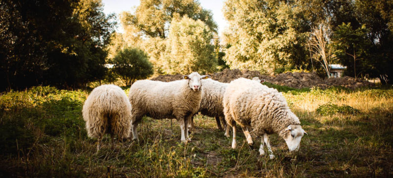 Задля розвитку вівчарства, Верховній раді запропонують здешевити оренду карпатських полонин