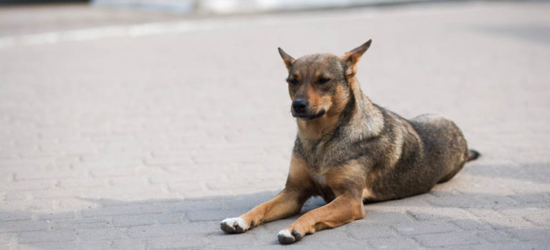 Бездомний пес зігрів умираючу після ДТП дівчину