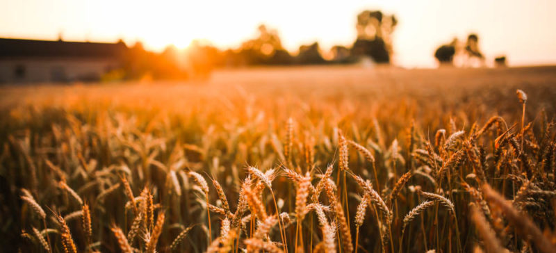 На Івано-Франківщині почали сіяти менше пшениці, а більше соняшнику та ріпаку