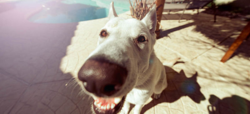 Смішне відео дня – як чхають собаки (ВІДЕО)