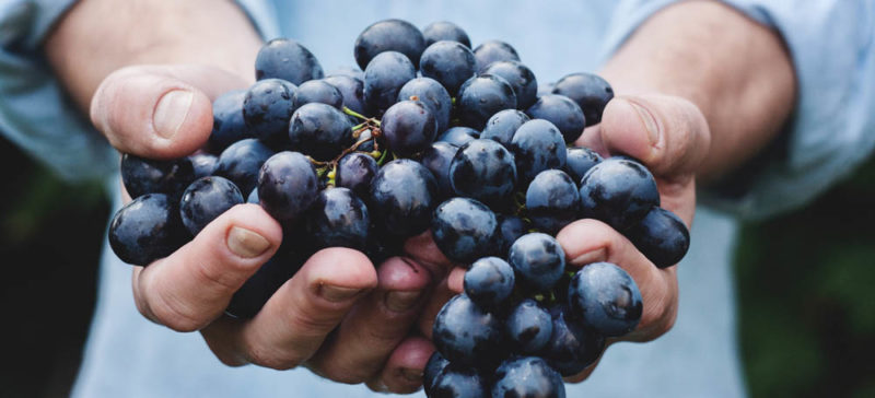Франківськ відзначить традиційне «Свято винограду та вина»