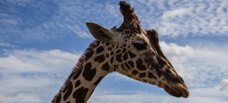 У США жирафа втекла із зоопарку у місті Форт-Вейн(ВІДЕО)