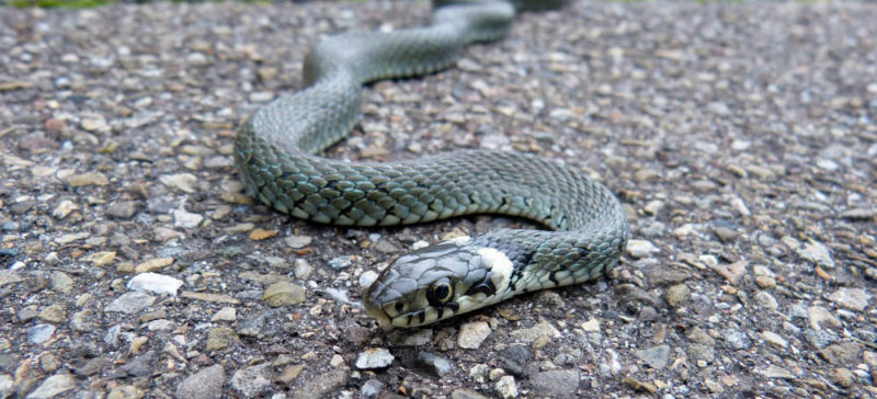 На Прикарпатті молодика з Тернополя вкусила змія