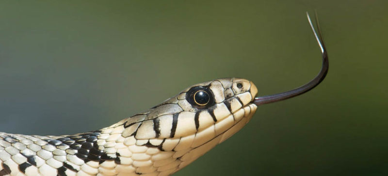 На Косівщині під час збирання ягід чоловіка вкусила змія