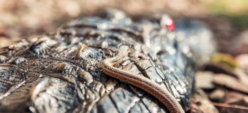 На Прикарпатті змії покусали однорічну дитину та пенсіонерку