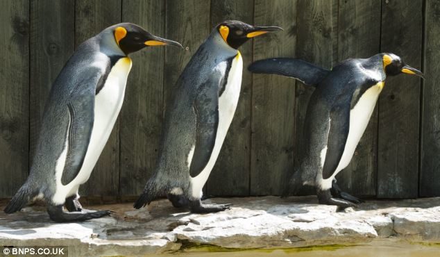 У голландському зоопарку пінгвіни-геї вкрали у гетеросексуальної пари яйце
