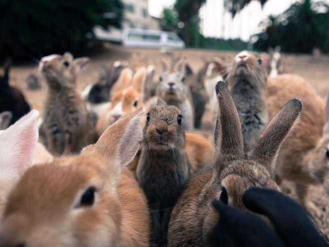 В Японії кролики заселили цілий острів (ФОТО, ВІДЕО)