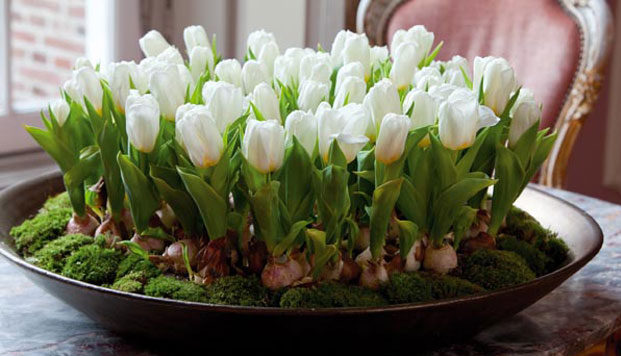 “Галка” рекомендує: Посаджені в листопаді тюльпани зацвітуть на Новий рік