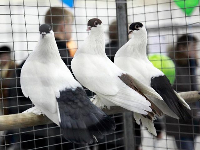 На Прикарпатті відбулася мандрівна виставка спортивно-декоративних голубів (ВІДЕО)