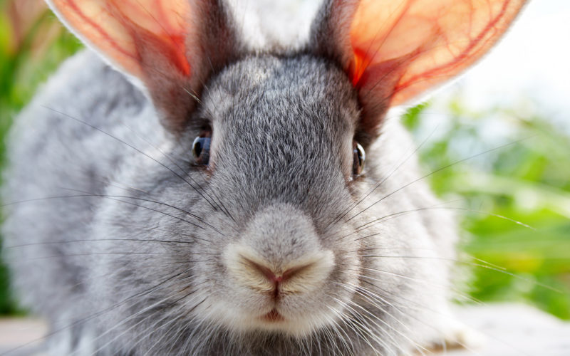 Смішне відео дня – кролик позіхає (ВІДЕО)