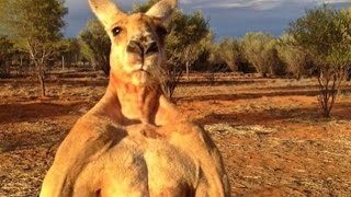 Агресивний кенгуру до смерті налякав гольфістів (ВІДЕО)