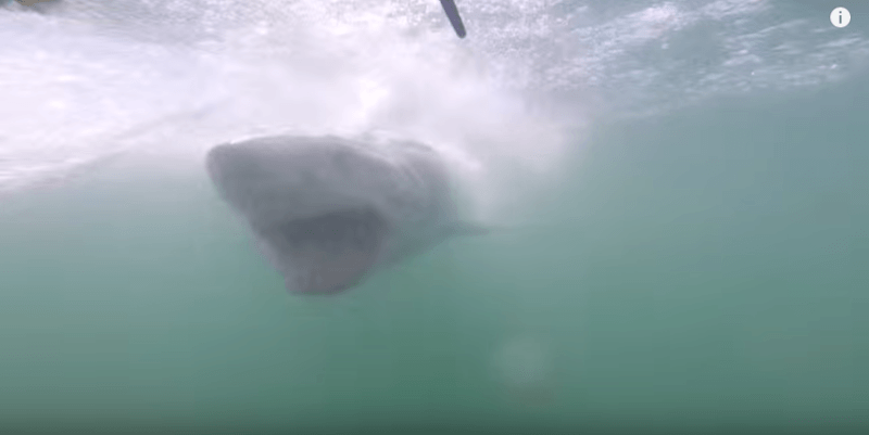 Неймовірне відео: акула атакує клітку з туристами