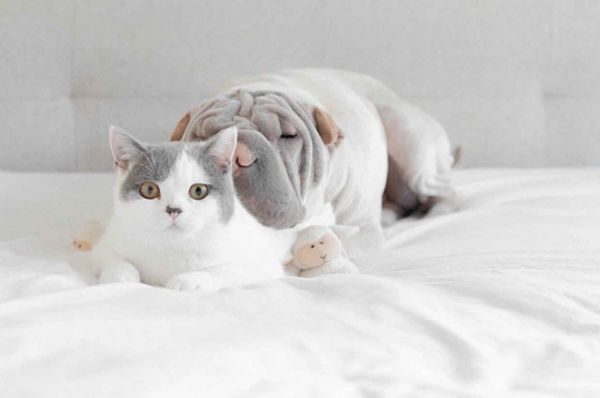 Шарпей і котик стали найкращими друзями (ФОТО)