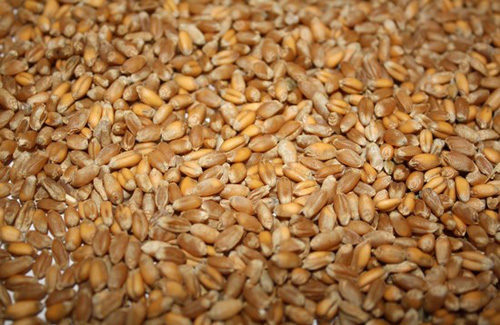 За крадіжку двох мішків пшениці прикарпатцю загрожує до чотирьох років ув’язнення