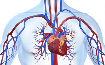 Франківські медики проводитимуть операції на відкритому серці