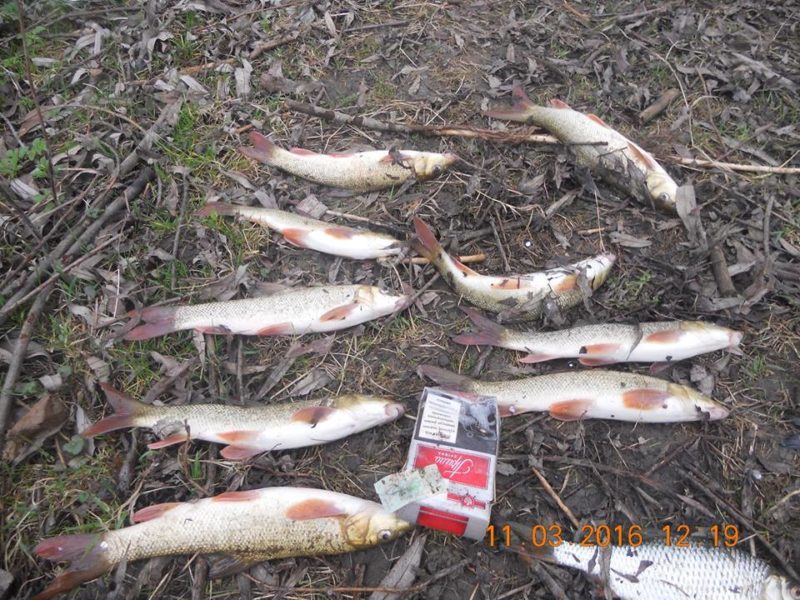 У вересні на Прикарпатті викрили майже 90 порушень рибальства
