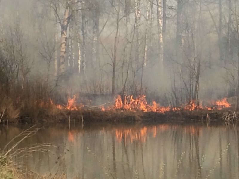 Під Франківськом в Рибницькому лісництві масштабна пожежа, – екоінспектор (ФОТО)