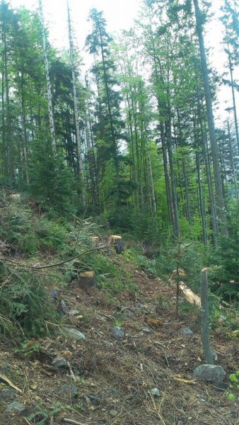 Лісгоспи порушують право на доступ до інформації про вирубку лісів, – громадські активісти