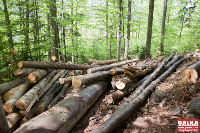 Прикарпатському лісгоспу відшкодують понад 150 тисяч гривень