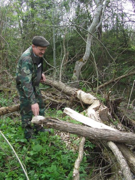 В одному з лісництв області  поселилися  бобри (ФОТО)