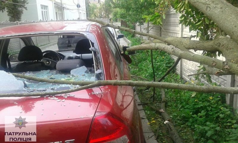 У Франківську дерево впало на машину (ФОТО)