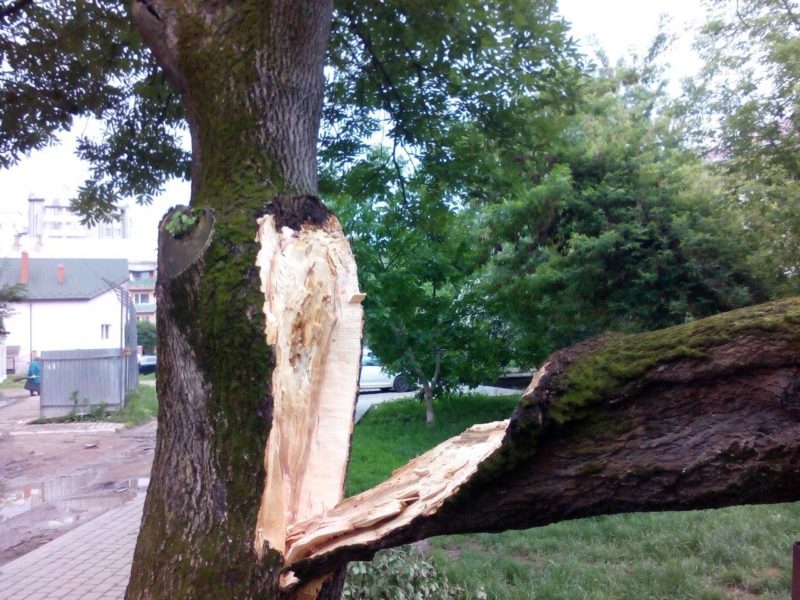 На Довгій на Мерседес впало дерево