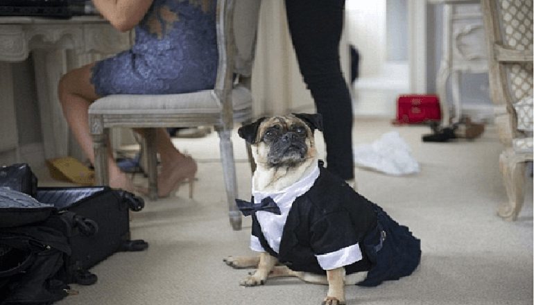 Свідком церемонії одруження виступила собака (ФОТО)