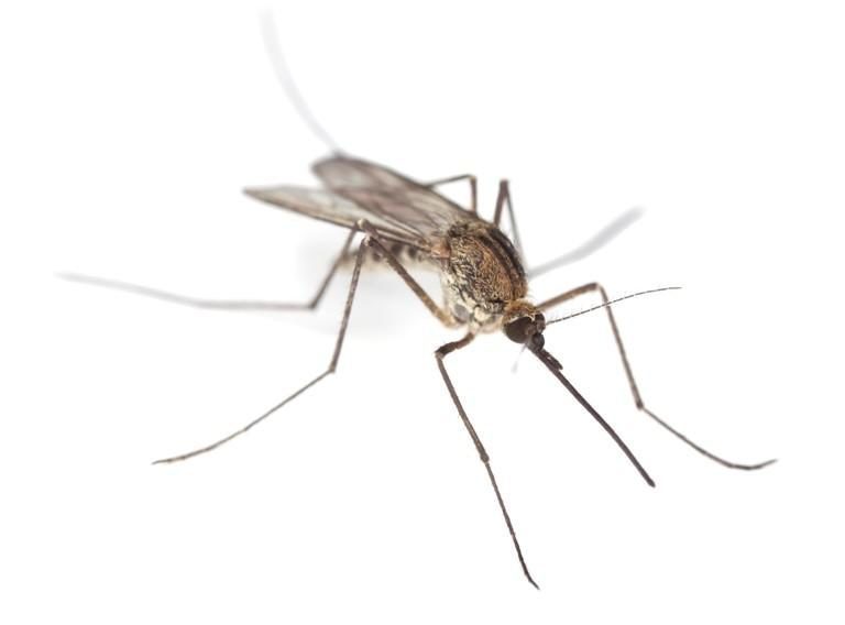 “Сезонні” потреби на передовій: бійці просять засоби від комарів