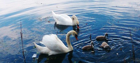 “Пернате” поповнення на Німецькому озері: у пари лебедів з’явилося трійко малят (ФОТО)