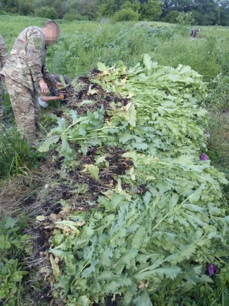 Івано-франківські працівники СБУ натрапили на наркоплантацію  в зоні АТО (ФОТО)