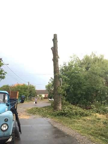 В Опришівцях взялись за зрізку найвищих аварійних дерев в місті (ФОТО)