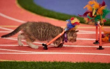 У США влаштували веселу Олімпіаду для кошенят (ВІДЕО)