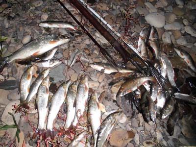 Браконьер виловив з прикарпатської річки майже сто рибин
