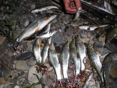 На Пруті виявили браконьєра, котрий виловлював рибу острогою (ФОТО)