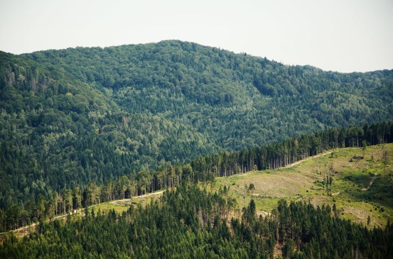 Боротьба з контрабандою лісу в ЄС: усі прикарпатські лісгоспи перевірять за дорученням Гройсмана