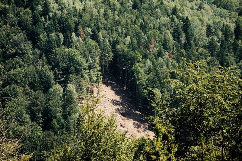 Лісгоспи області отримають понад мільйон гривень на відтворення рослинних ресурсів