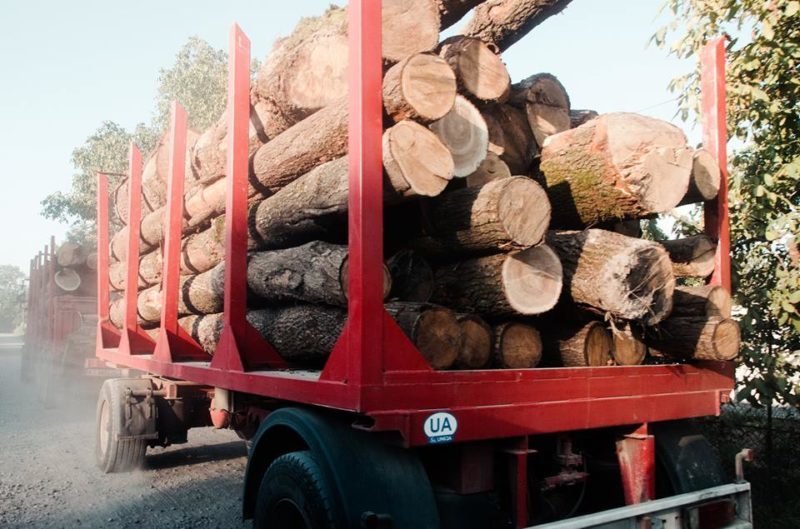 Понад 600 кубометрів лісу експортувало прикарпатське підприємство  за підробленими документами
