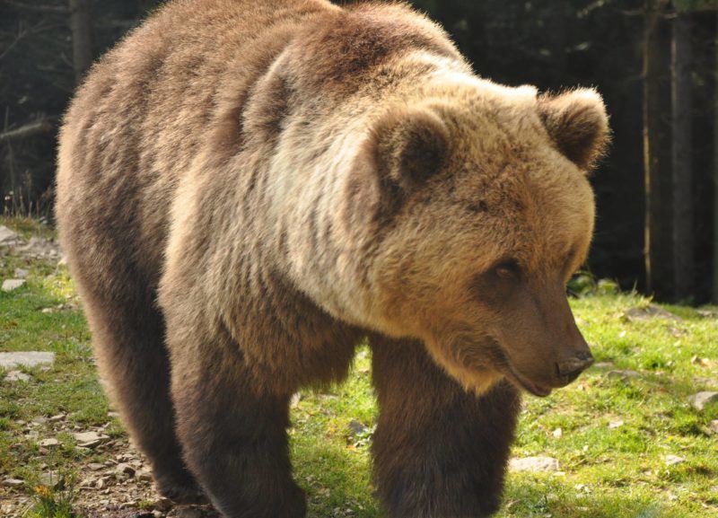 У Галицькому нацпарку відновили трансляцію з вольєру для ведмедів (ВІДЕО)