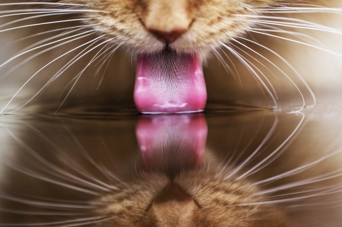 Вченим вдалося розшифрувати міміку котів