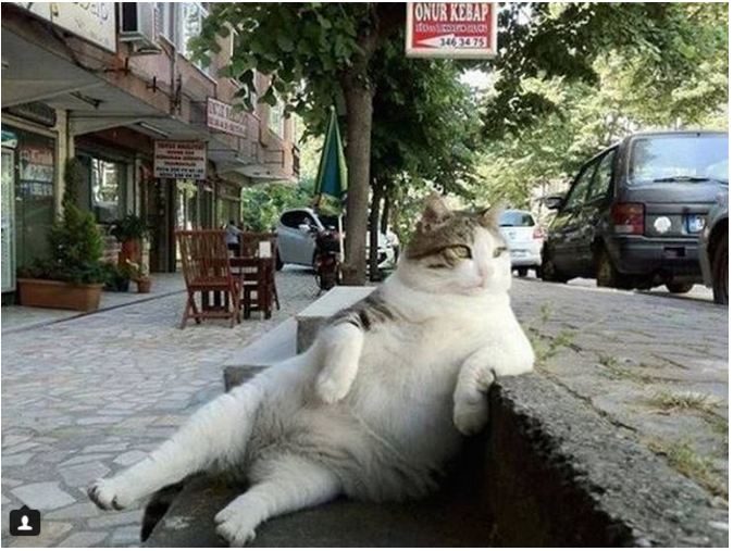 У Стамбулі поставили пам’ятник коту, який любив задумливо сидіти біля бордюру (ФОТО)