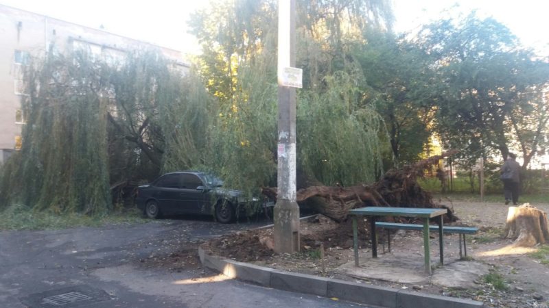 У Франківську повалене вітром дерево обірвало електричні дроти (ФОТО)