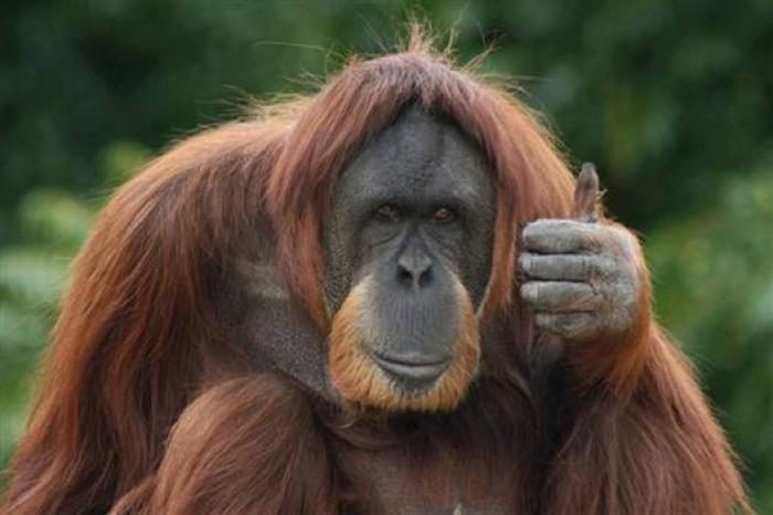 В Індонезії зоопарк розкритикували через орангутанга, який курив (ВІДЕО)