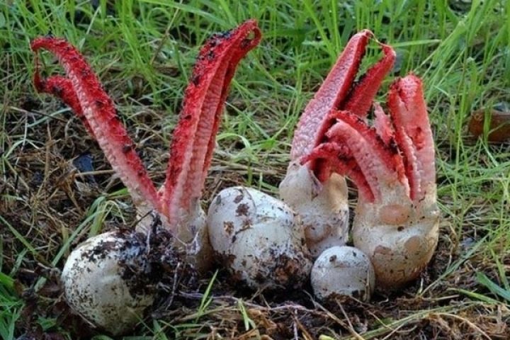 На Закарпатті ростуть унікальні австралійські гриби (ФОТОФАКТ)