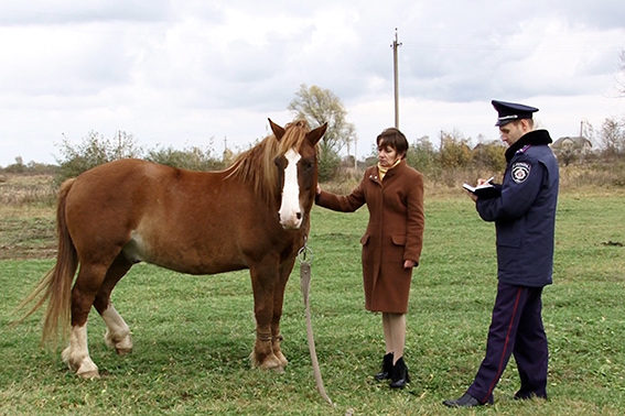 У Рожнятові молодик викрав коня (ФОТО)