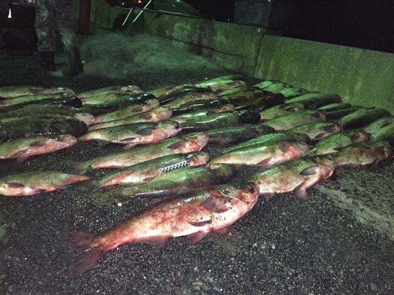 На Бурштинському озері браконьєри виловили 250 кілограмів риби (ФОТО)