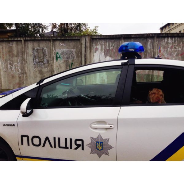 У Франківську за один день поліцейські шукали господарів шарпея Растамана та визволили іншого собаку з полону (ФОТО)
