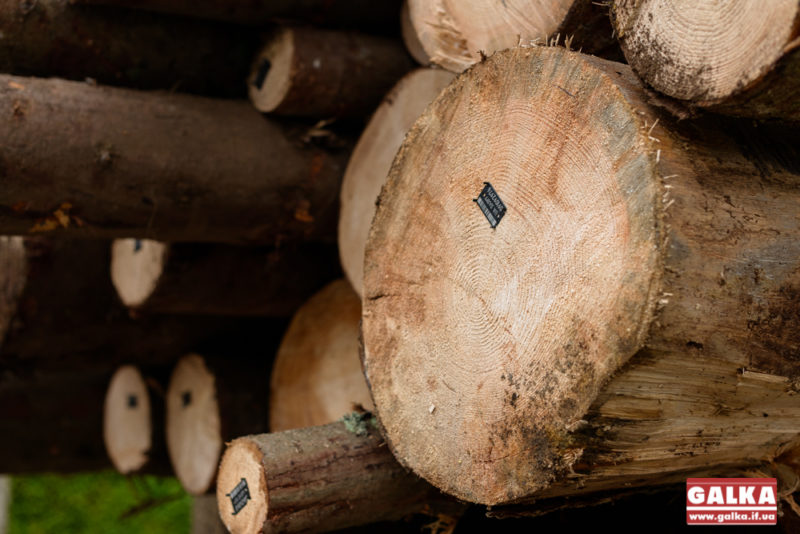 Мораторій на експорт лісу стимулював контрабанду – Мінагро