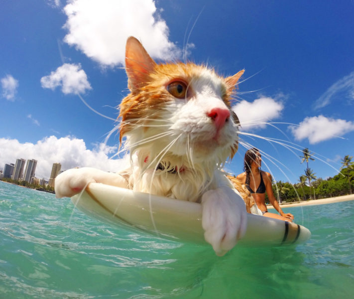 Смішне відео дня – кіт займається серфінгом на собаці (ВІДЕО)