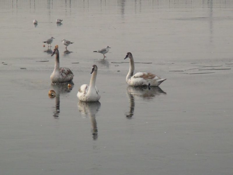 На озері в Долині облаштували зимовий прихисток для зграї лебедів